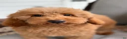 Mini Goldendoodle dogs for sale: Mini Goldendoodle 2 - Ad 8