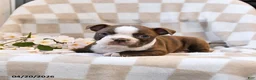 Boston Terrier dogs for sale: Bella   - Ad 3