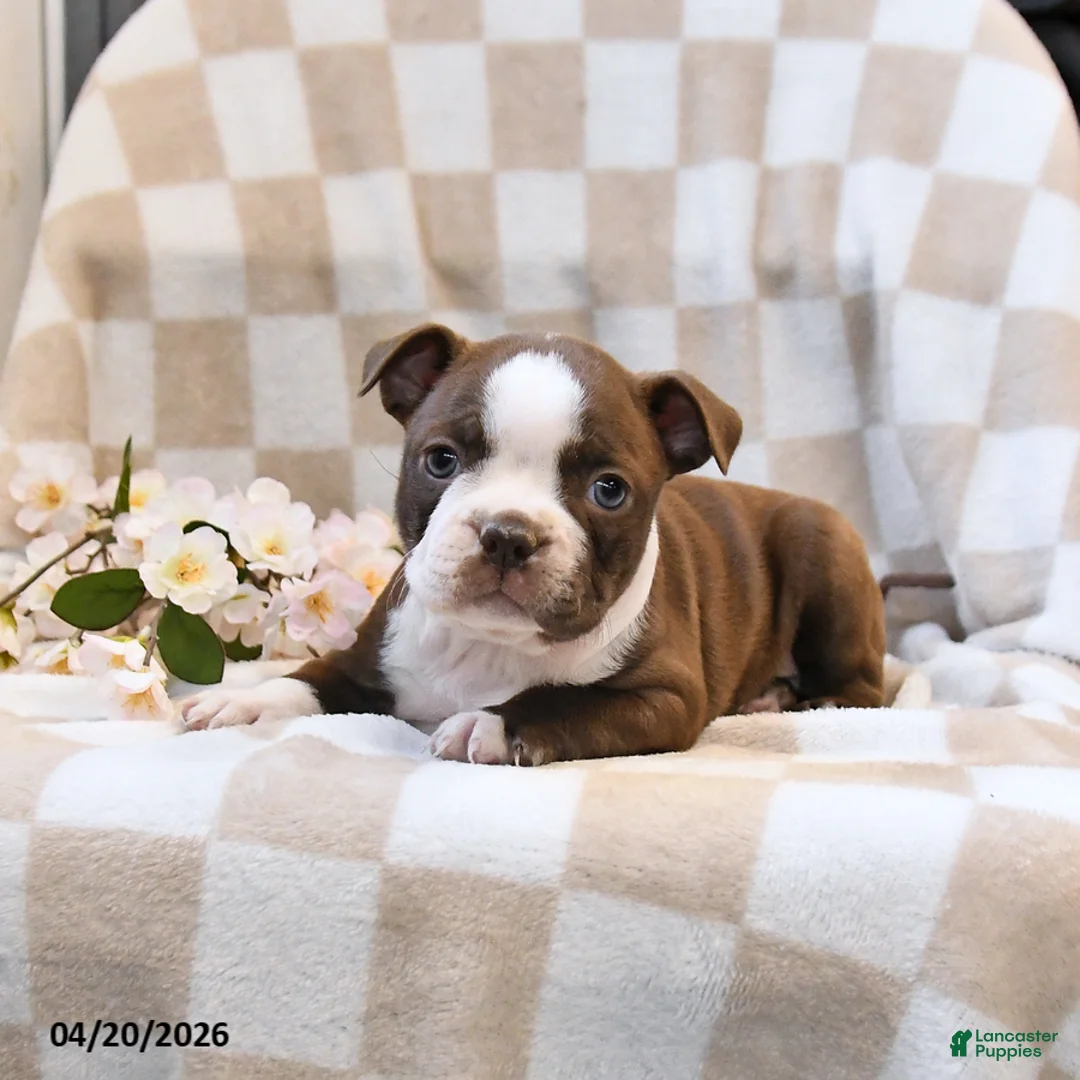 Boston Terrier dogs for sale: Bella   - Ad 3