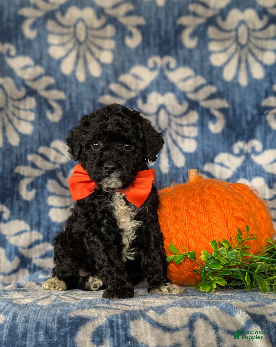 Miniature Poodle dogs for sale: Tayte - Ad 2
