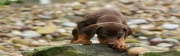 Doberman Pinscher dogs for sale: Gunner🦴 - Ad 6