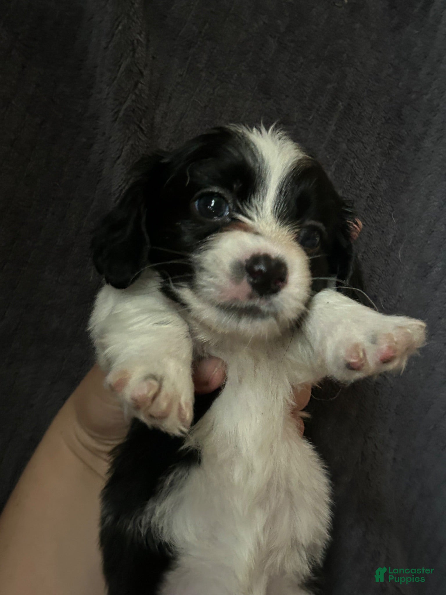 Dorkie dogs Bingo  - Ad 3