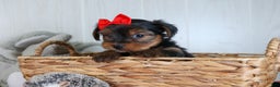 Yorkshire Terrier dogs for sale: CODY - Ad 1