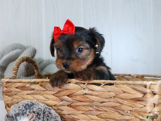 Yorkshire Terrier dogs CODY - Ad 9