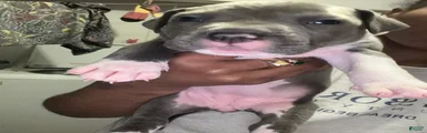 Mixed Breed Puppy 3