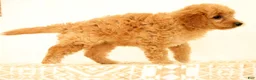 Mini Goldendoodle dogs for sale: Flurry - Ad 5
