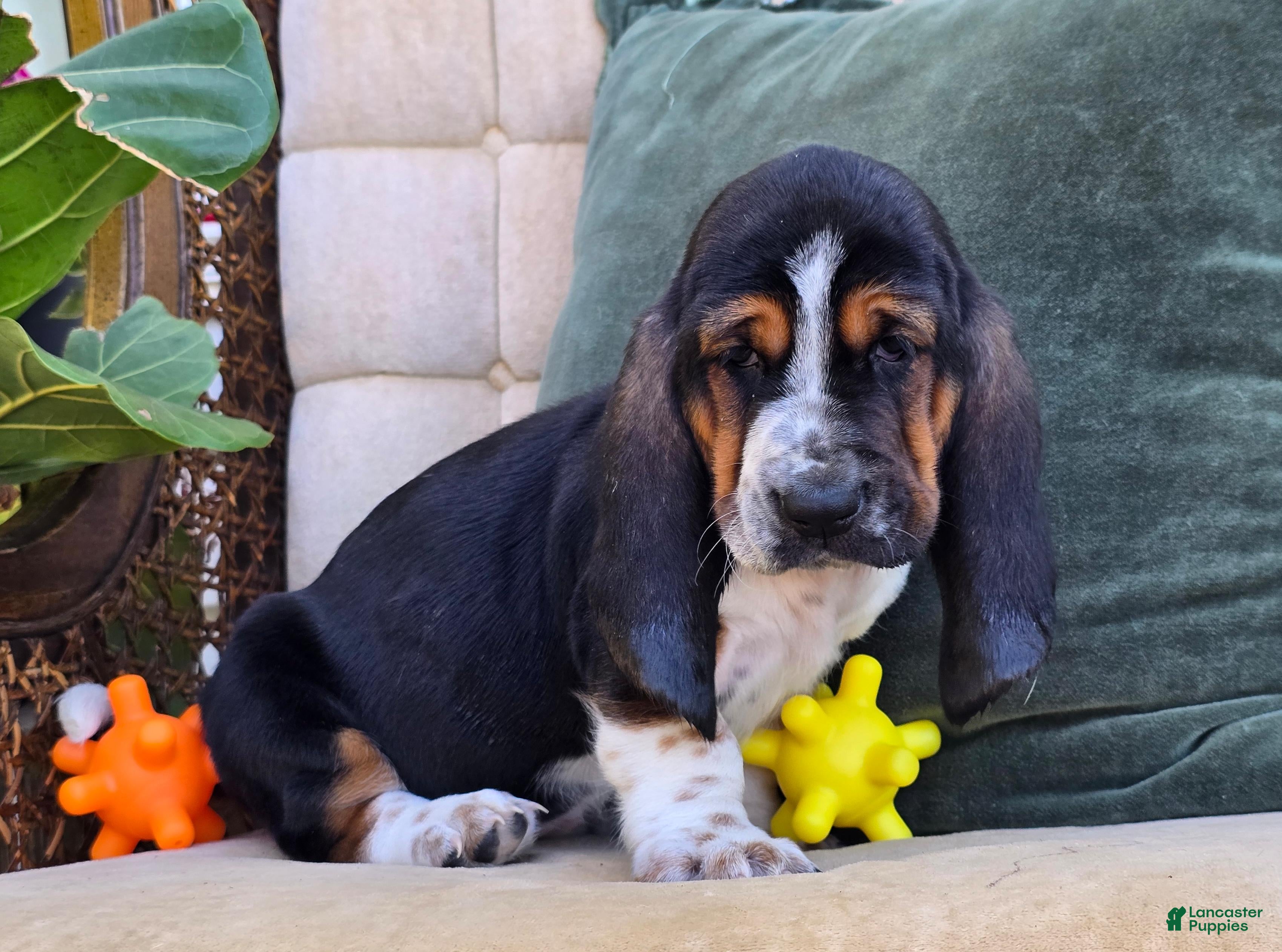 Basset Hound dogs Lucy - Ad 2