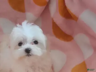 Maltese dogs Cuddles - Ad 1