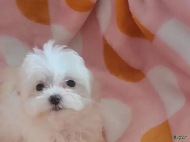 Maltese dogs for sale: Cuddles - Ad 1