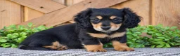 Miniature Dachshund dogs for sale: Rosie - Mini - Ad 2