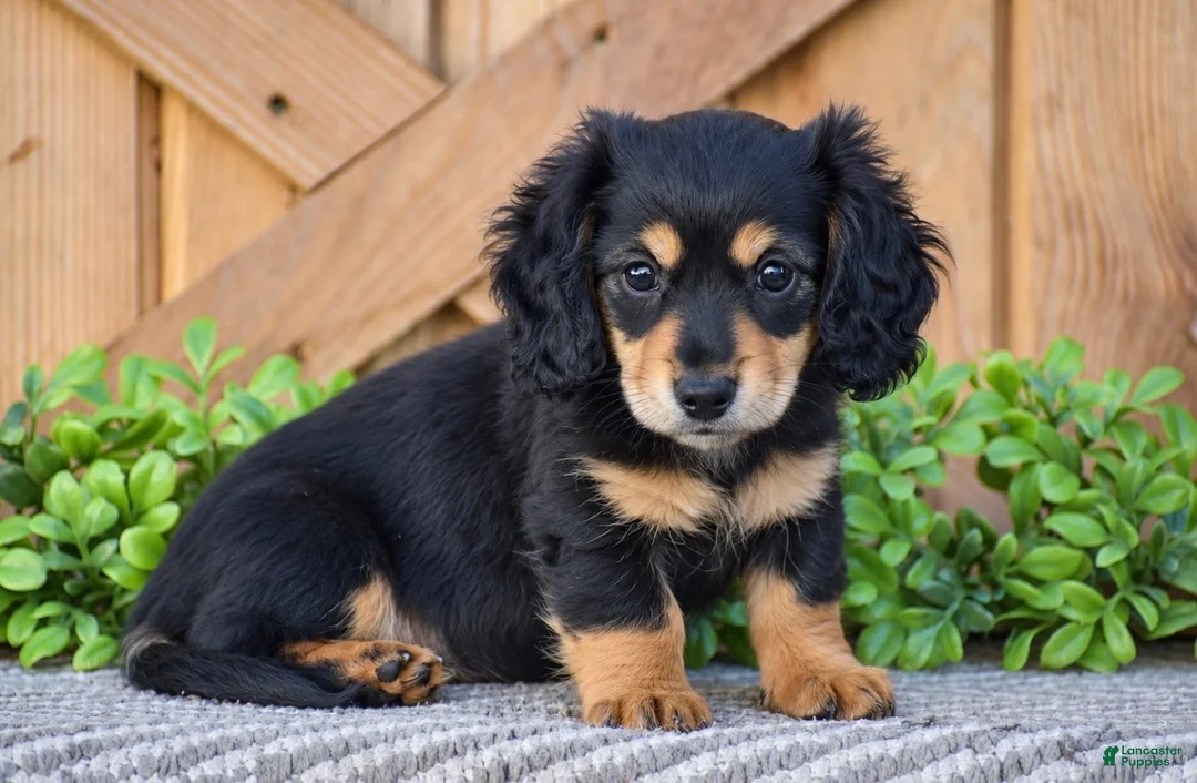 Miniature Dachshund dogs for sale: Rosie - Mini - Ad 2