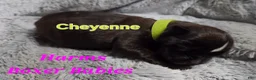 Boxer dogs for sale: Cheyenne - Ad 1