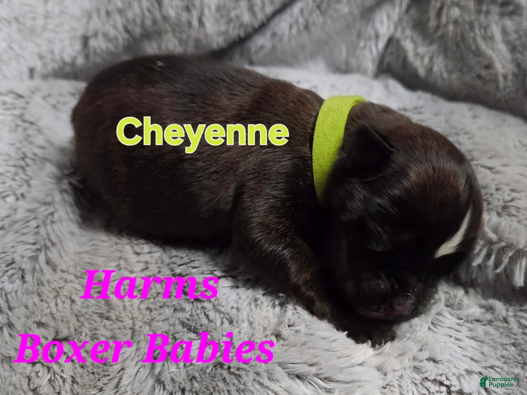 Boxer dogs for sale: Cheyenne - Ad 1