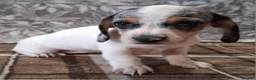Miniature Dachshund dogs for sale: Sierra - Ad 3
