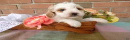 Cockapoo dogs for sale: Callie - Ad 1