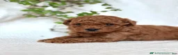 Mini Goldendoodle dogs for sale: Jasper - Ad 7