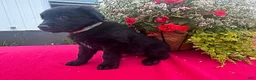 Mixed Breed dogs for sale: Freddie - Ad 2