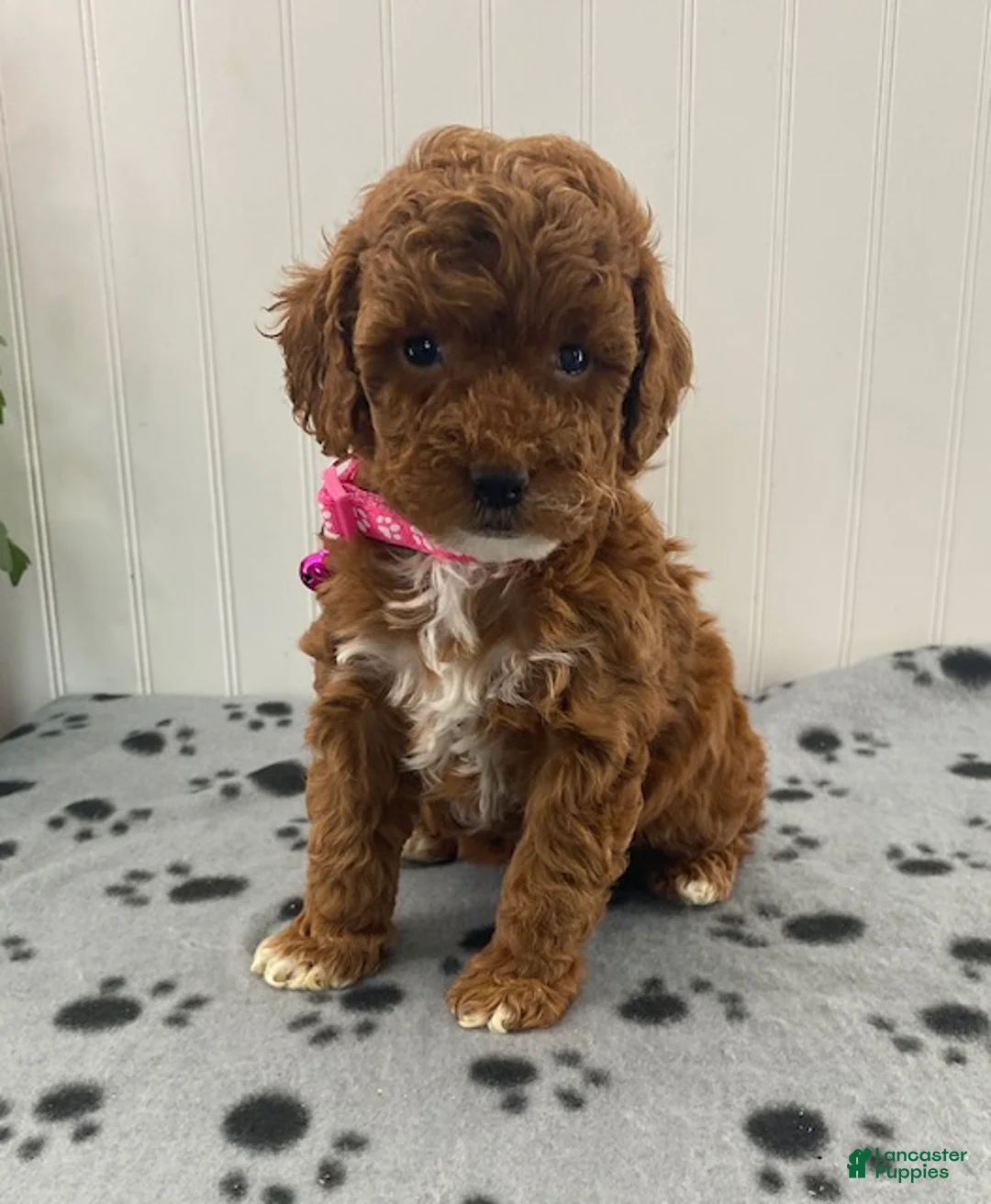 Miniature Poodle dogs for sale: Opal - Ad 1