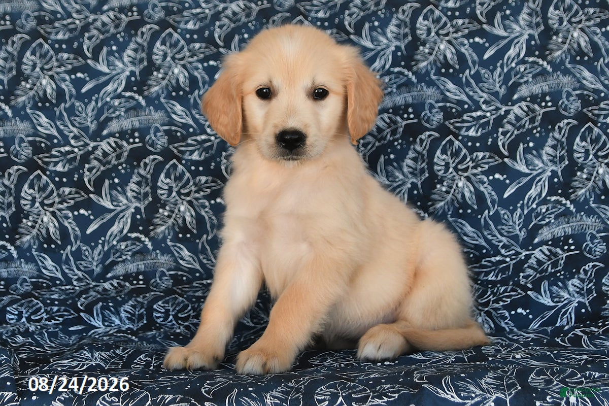 Golden Retriever dogs Olexa - Ad 1