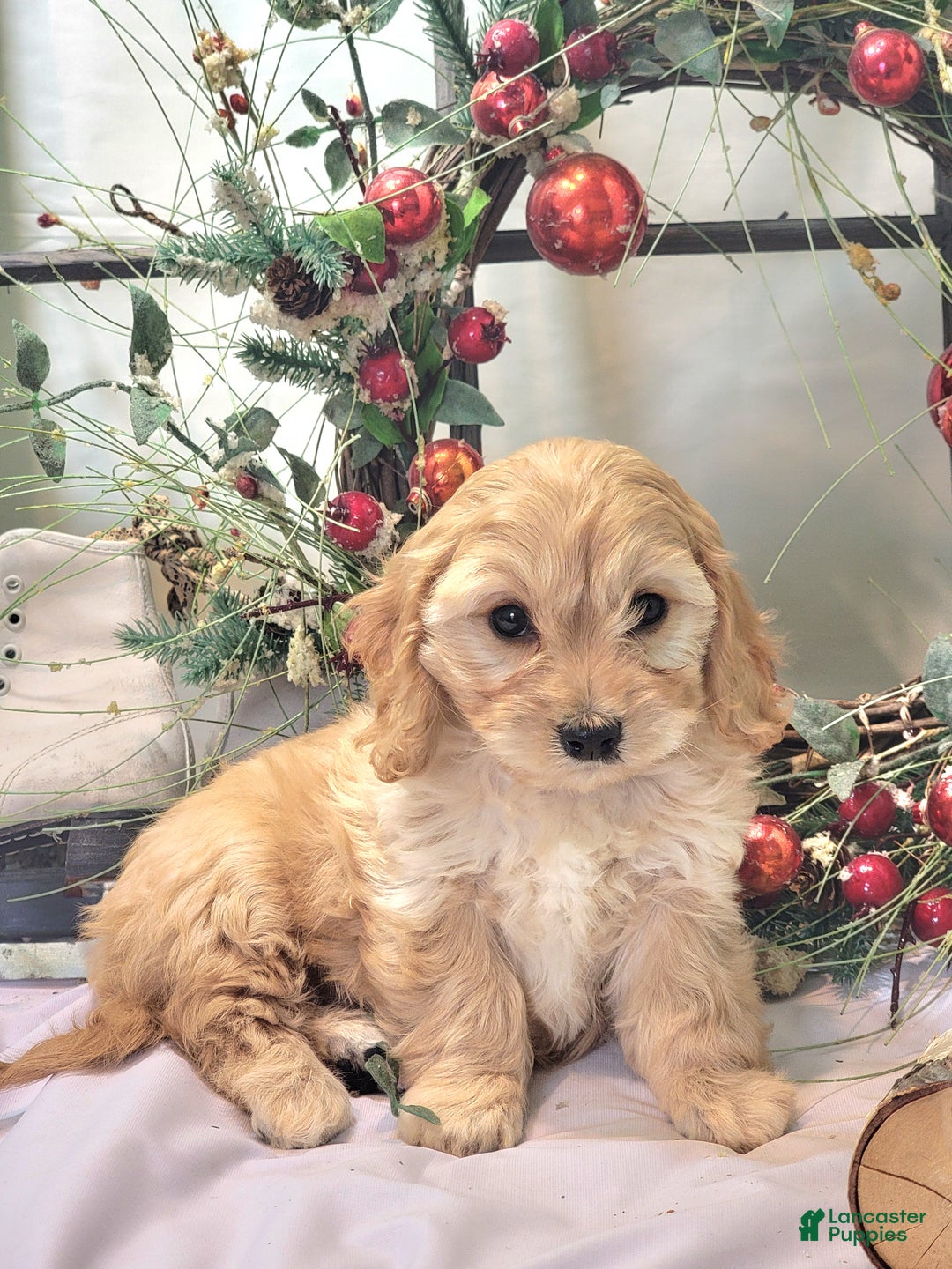 Cavachon dogs for sale: Snowball - Ad 20