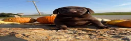 Labrador Retriever dogs for sale: Raptor - Ad 9