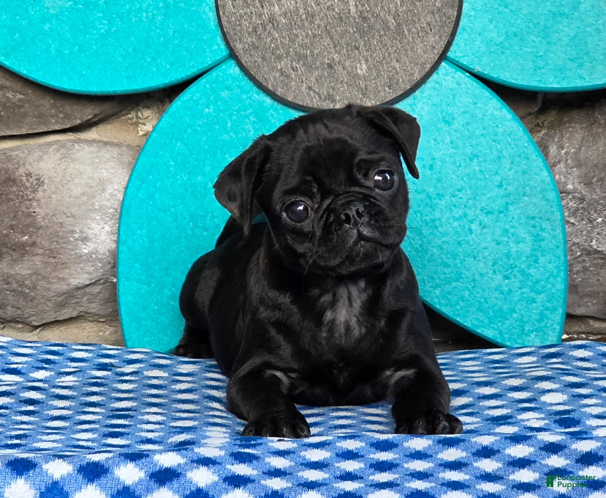 Pug dogs Bingo - Ad 1
