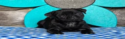 Pug dogs for sale: Bingo - Ad 1