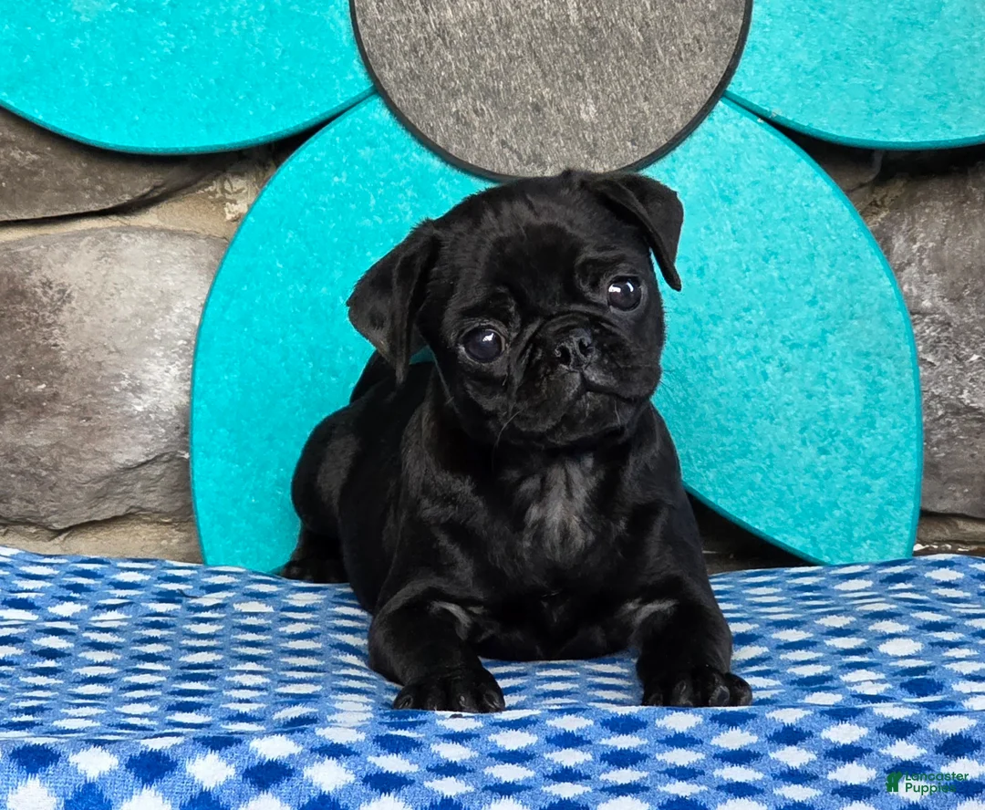 Pug dogs for sale: Bingo - Ad 1
