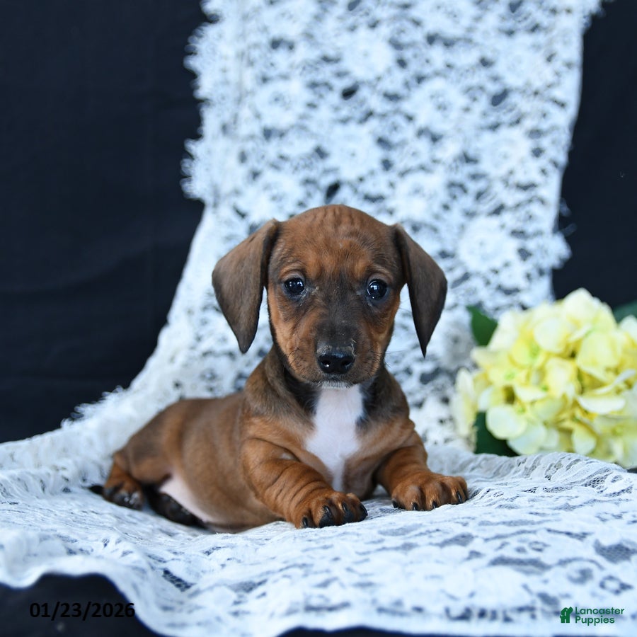 Miniature Dachshund dogs Mary - Ad 2