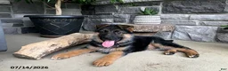 German Shepherd dogs for sale: Britt - Ad 3