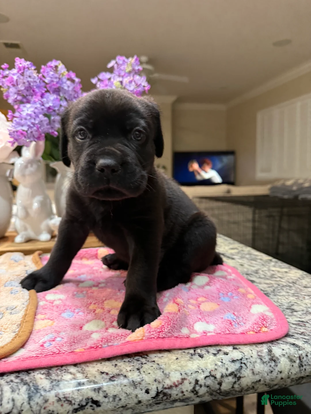 Cane Corso dogs for sale: Green Collar: Male - Ad 1