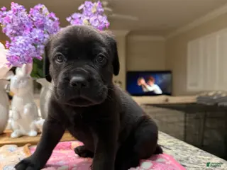 Cane Corso dogs Green Collar: Male - Ad 9