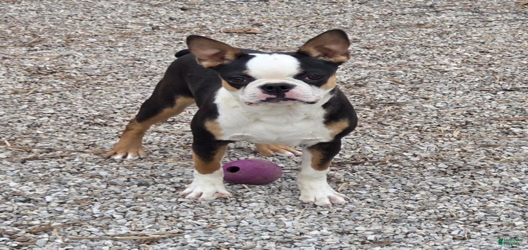 Gallery Image {{count}}