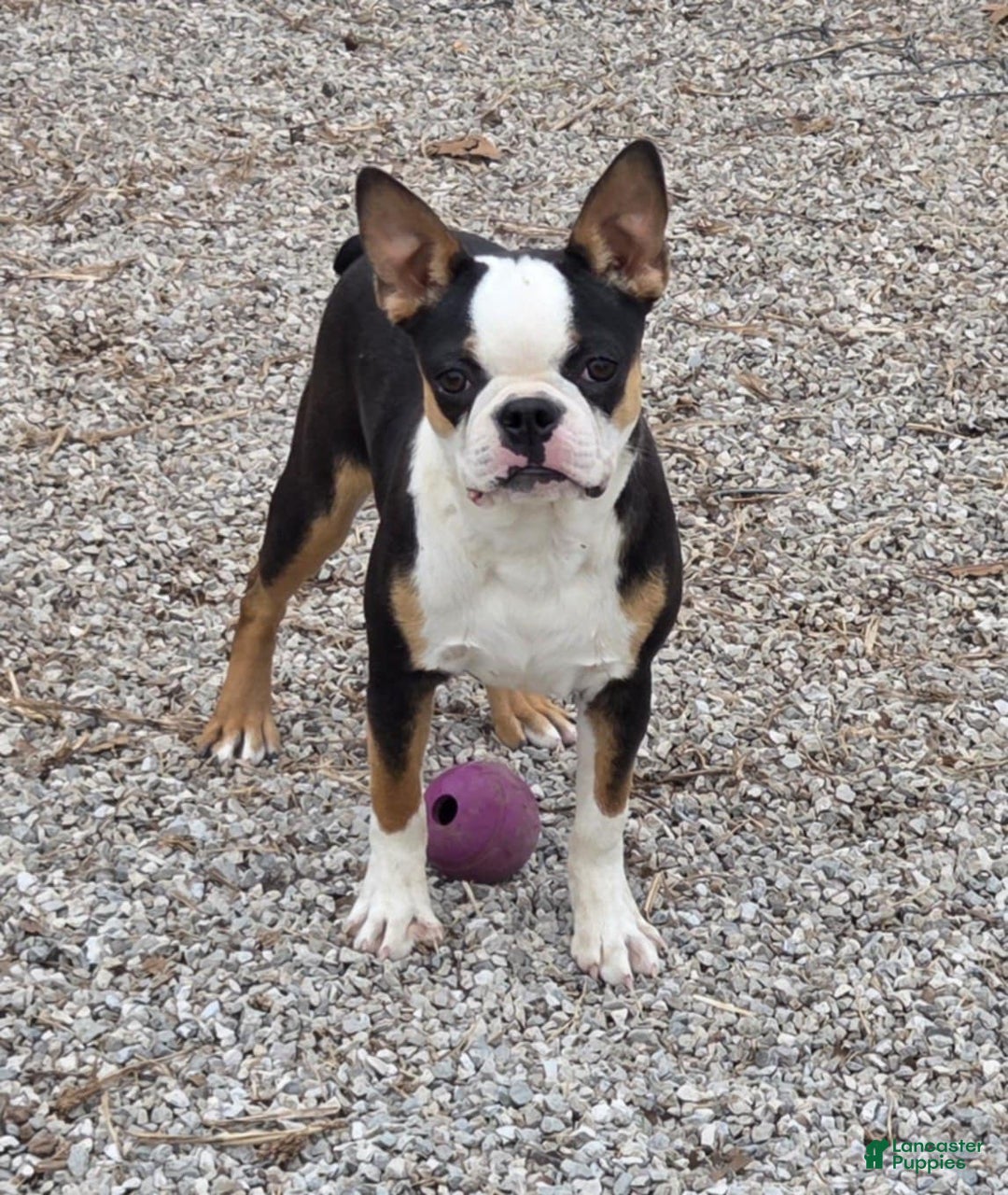 Gallery Image {{count}}