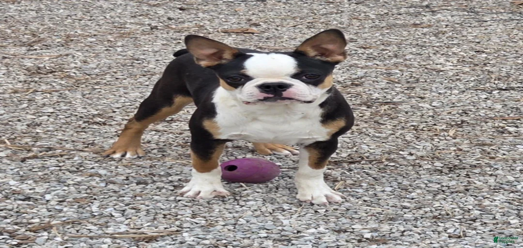 Gallery Image {{count}}