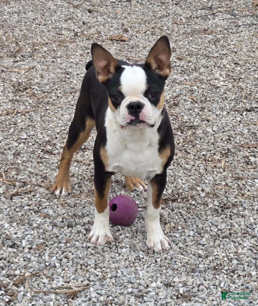 Gallery Image {{count}}