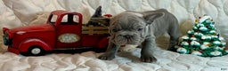 French Bulldog dogs for sale: River  - Ad 4