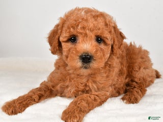 Mini Goldendoodle dogs - Ad 13