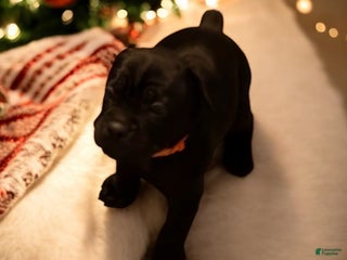 Cane Corso dogs Orange - Ad 35