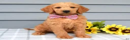 Labradoodle dogs for sale: Charlie  - Ad 3