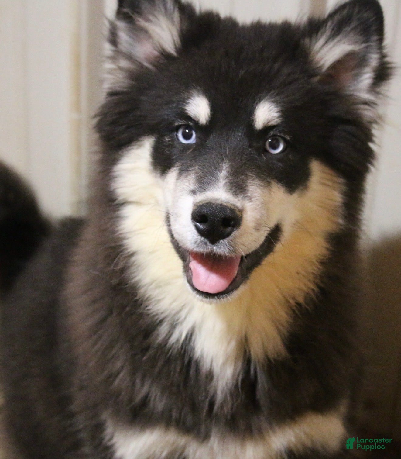 Pomsky dogs Walker - Ad 2