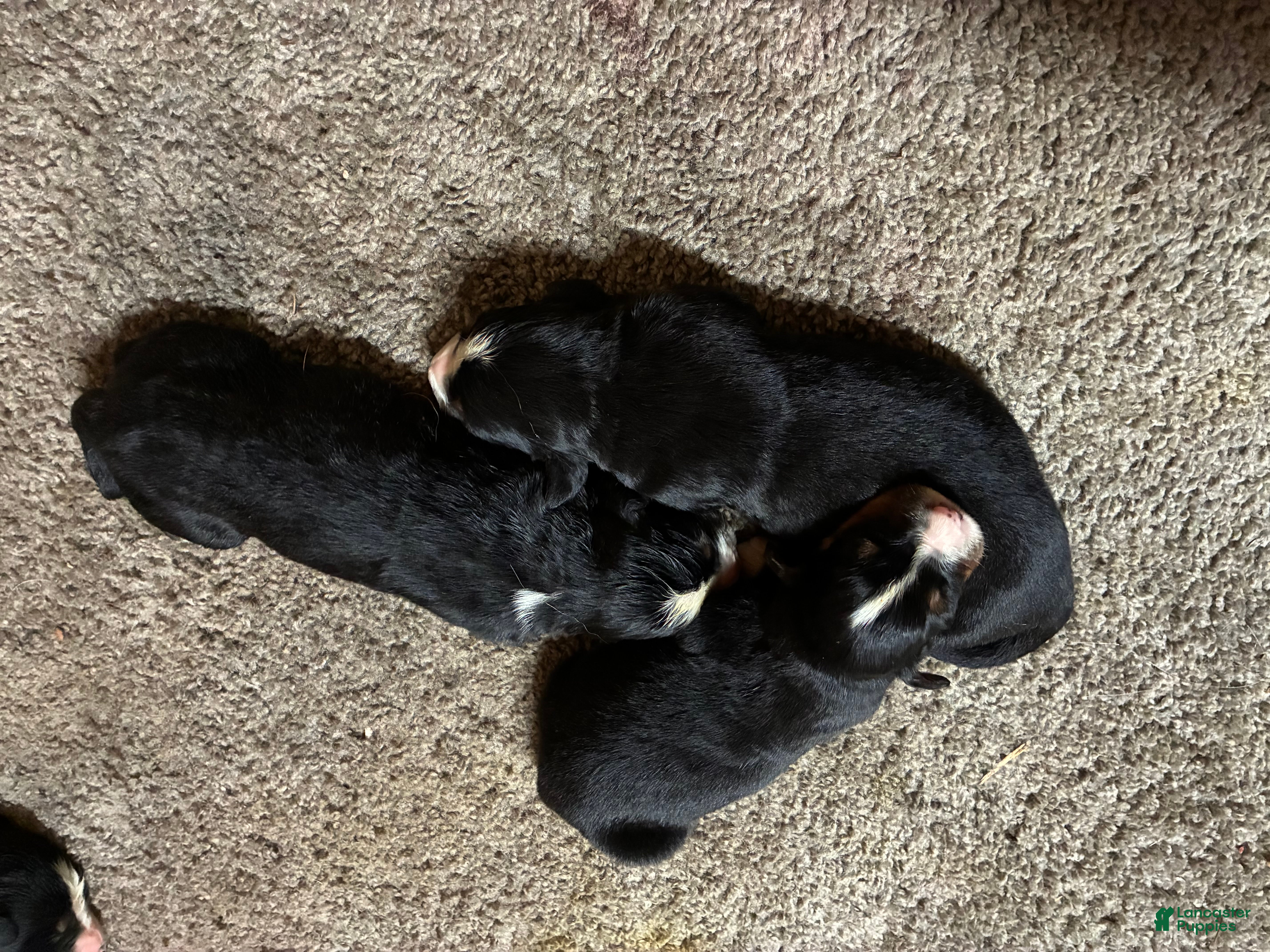 Bernese Mountain Dog dogs Bernese Mountain Dog Puppy 6 - Ad 1