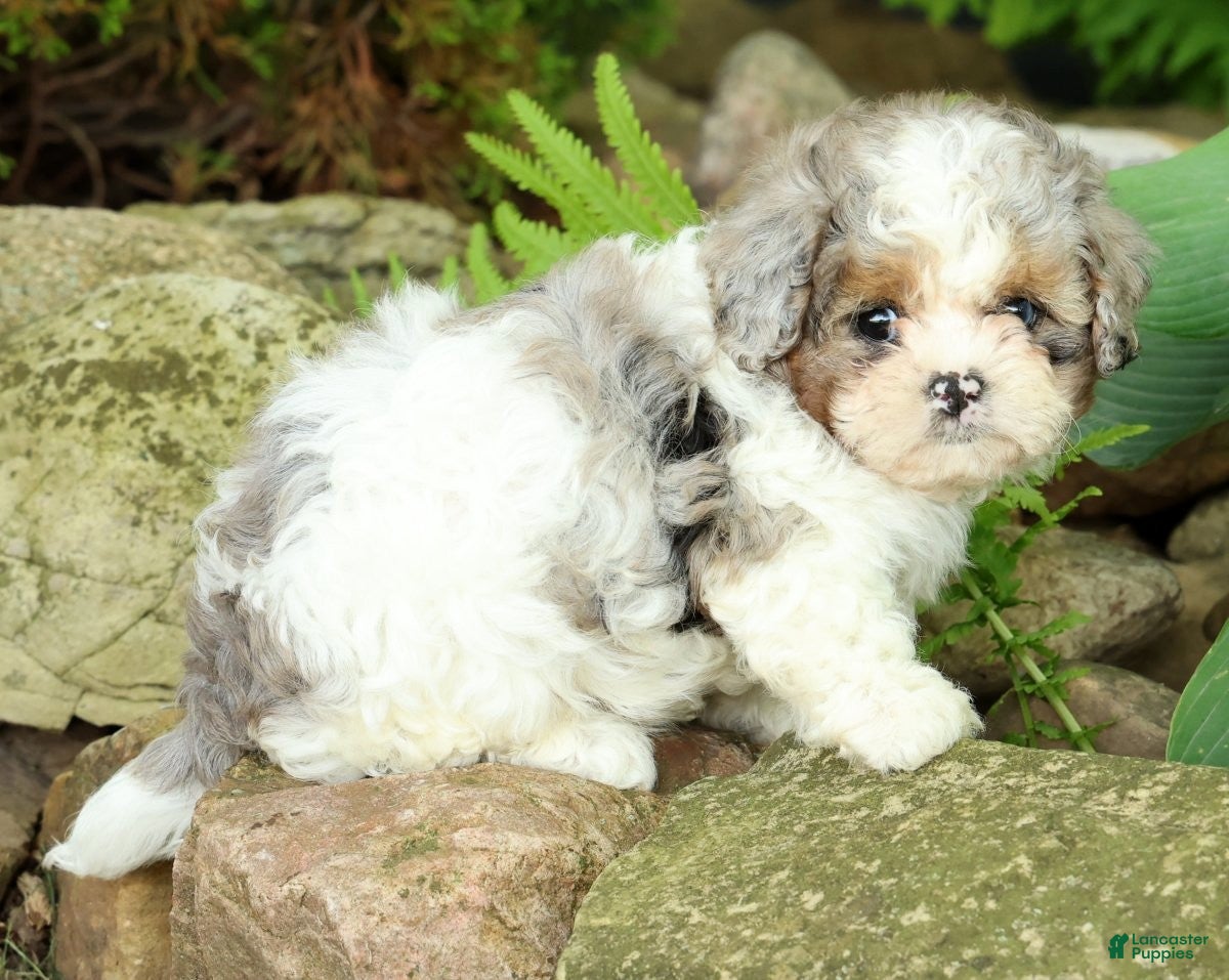Mixed Breed dogs for sale: Beau - Ad 9