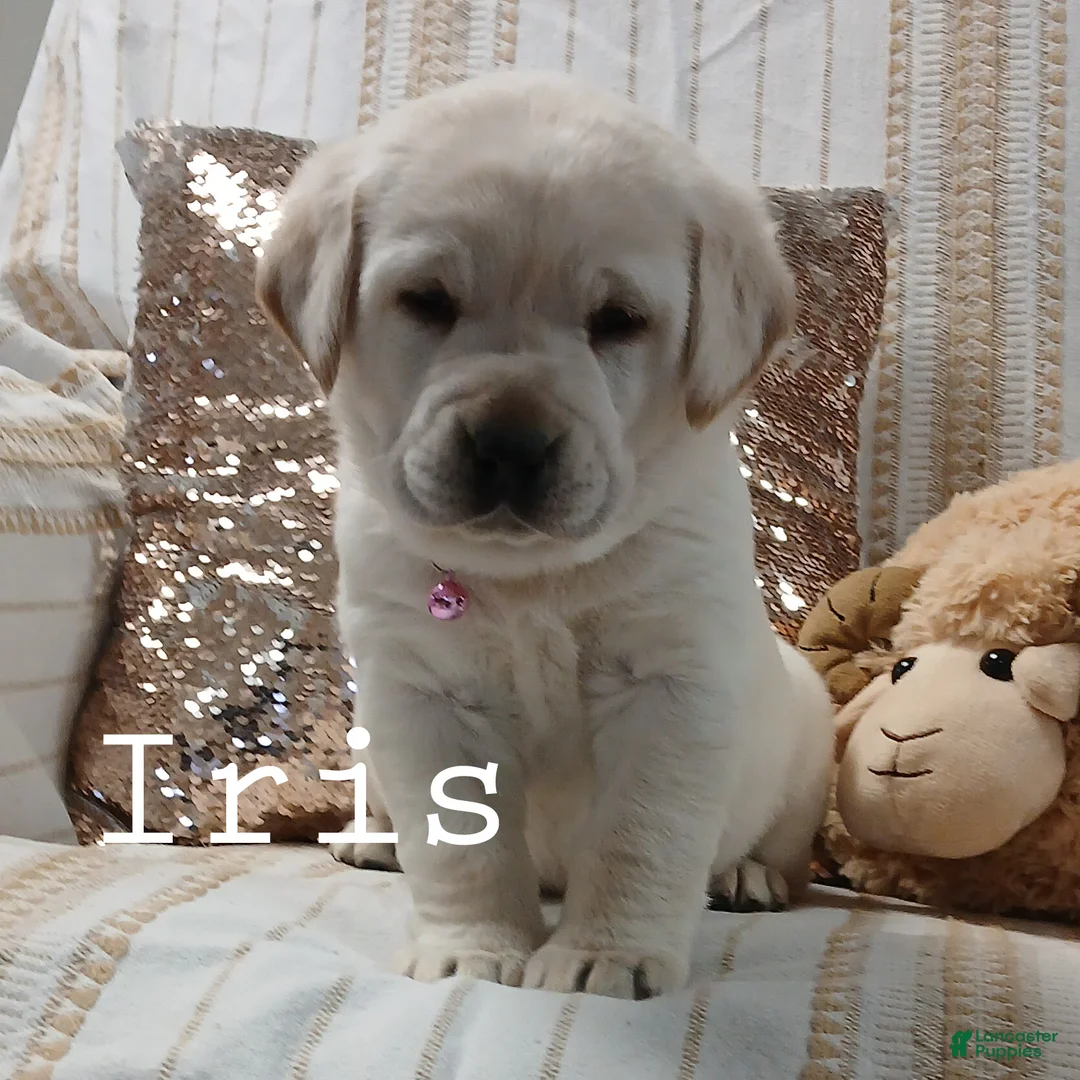 Labrador Retriever dogs for sale: IRIS - Ad 2