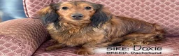 Dachshund dogs for sale: Tonya - Ad 6