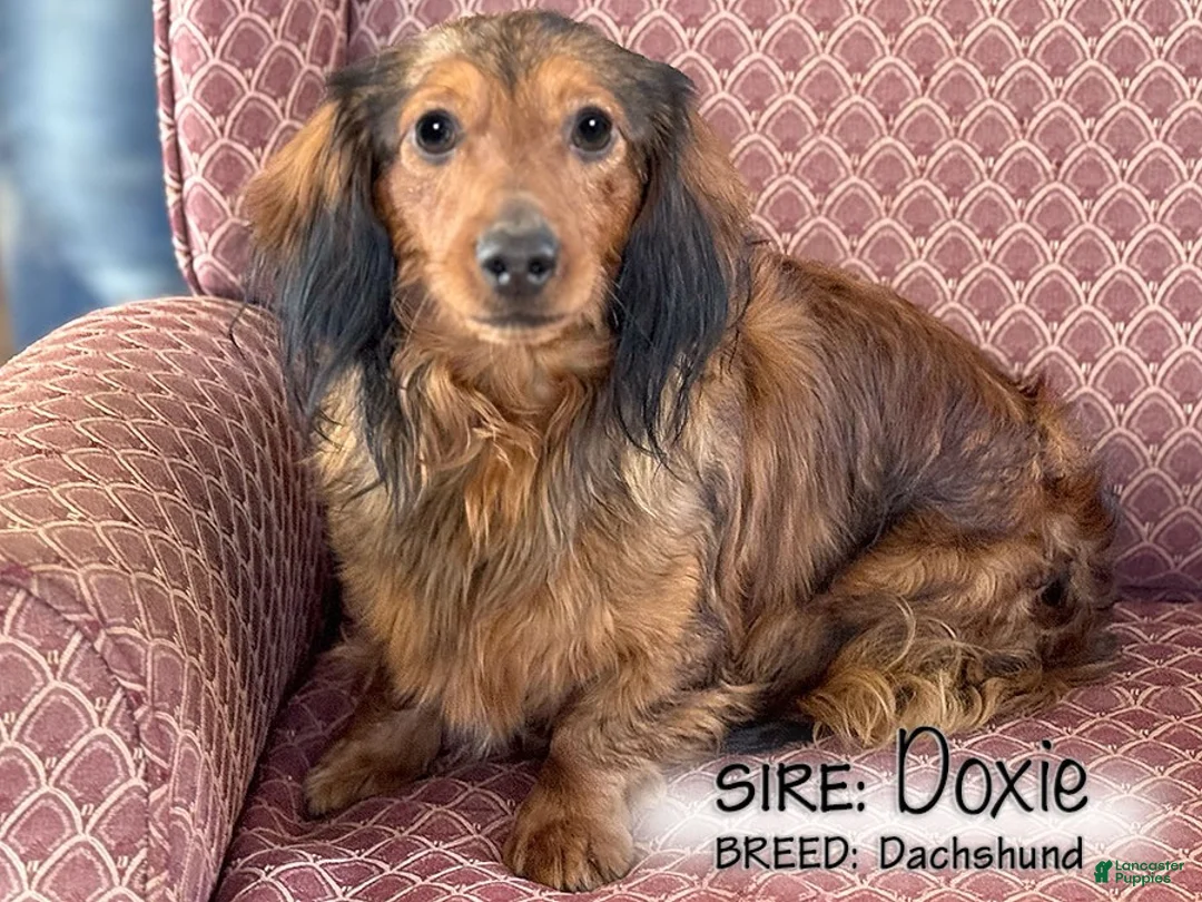 Dachshund dogs for sale: Tonya - Ad 6