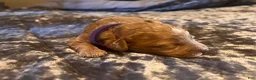 Cavapoo dogs for sale: Cavapoo 4 Purple Collar - Ad 2