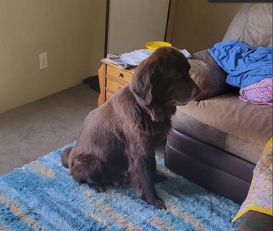 Newfoundland dogs for sale: Girl 5 - Ad 2