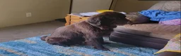 Newfoundland dogs for sale: Boy  - Ad 2