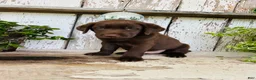Labrador Retriever dogs for sale: Duke - Ad 3